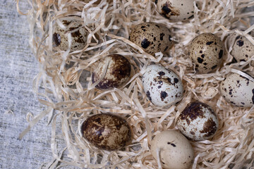 close up of quail eggs in a nest of dry grass. copy space for advertising of food or restaurant menu design. easter eggs