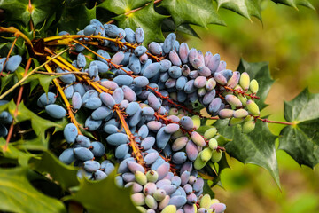 Oval berries of mahonia (oregon grape)