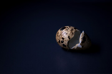 broken Quail eggshell isolated on black background