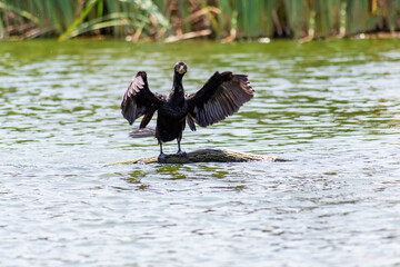 Black cormorant drying the feathers 