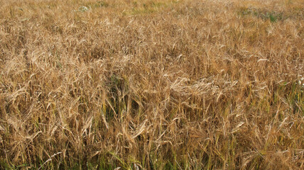 Ripe barley ears, full frame. Harvest cereals, background. Backdrop of ripening ears of yellow cereal field ready for harvest growing in a farm field. Copy space for advertising text message.