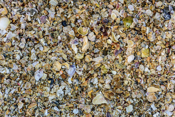Fragments of sea shells natural texture background - 417920921