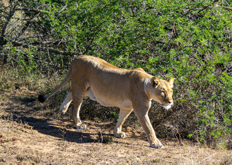 weiblicher afrikanischer Löwe laufend nach Beute suchend Süd Afrika (Panthera leo)