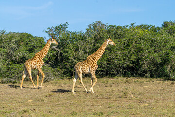 Naklejka na ściany i meble zwei Giraffen (Giraffa) laufend vor Büschen in Südafrika