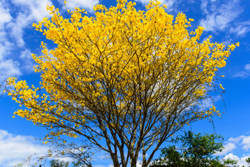 native tree of the Brazilian rain forest with yellow flowers under blue sky