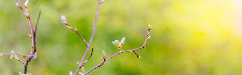 Beautiful panoramic spring scenery with buds, green leaves and bokeh background