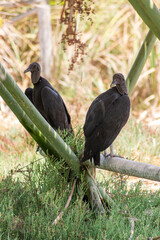 Gallinazo cabeza negra 
