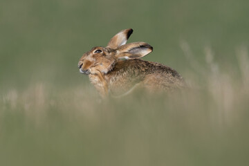 European Brown Hare Cleaning