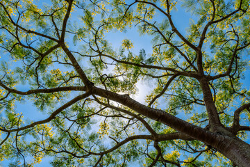 native tree of the Brazilian rain forest with yellow flowers under blue sky - 417921752