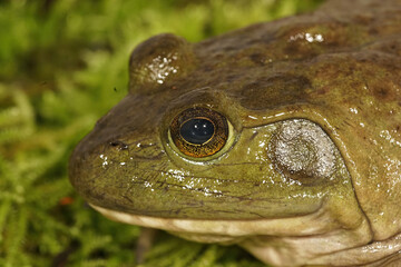 Facial closeup of the American Bullfrog , Rana catesbeiana in Oregon