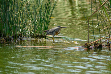 Garza tamanquita 
