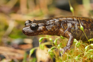 Lateral closeup of  Dunn's salamander , Plethodon dunni  in Columbia river gorge , Oregon
