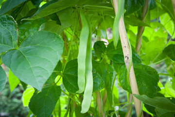 French bean plant with fresh beans growing in England, UK