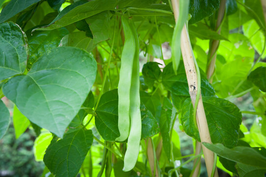 French Bean Plant With Fresh Beans Growing In England, UK