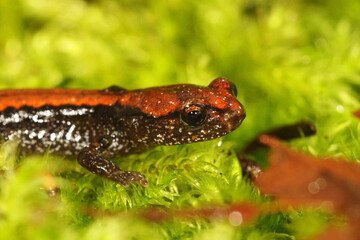 Fototapeta premium Closeup of a colorfull juvenile Dell Norte's salamander, Plethodon elongatus in South Oregon