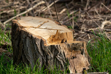abgesägter Baumstumpf
