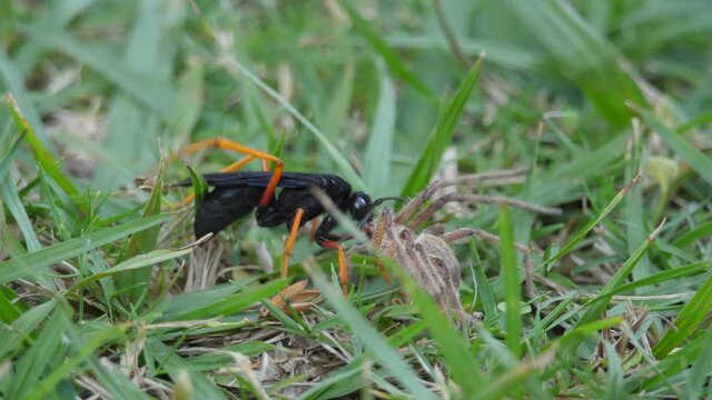 Spider Hunting Wasp drags a paralysed rain spider across grassy lawn, and stings it