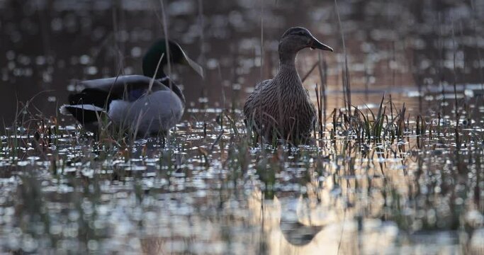 couple de canard colvert (Anas platyrhynchos) se nourrissant au coucher de soleil