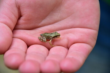 Obraz premium frog in hand