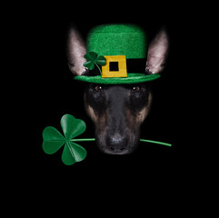 st patricks  day dog
