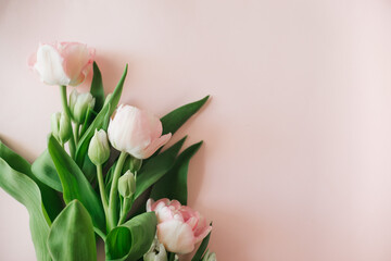 Bouquet of spring flowers of pink tulips on an ozovy background. A gift for a spring holiday for a woman, mom, daughter. Beautiful spring composition, minimalism, style and brevity.