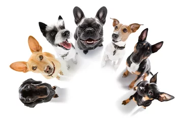 Abwaschbare Fototapete Lustiger Hund Gruppe von Hunden, die auf einen Spaziergang warten
