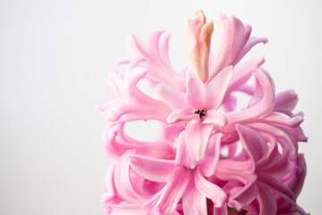 Close up of a pink hyacinth flower on a white background with copy space