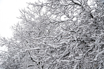 Close up of branches of trees covered with ice and snow, sleet load. Weather forecast concept. Snowy winter.