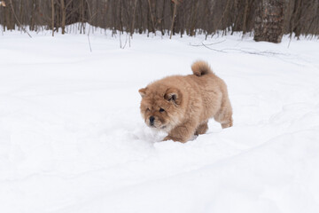 A Little fluffy dog runs through the snow, chow chow puppy