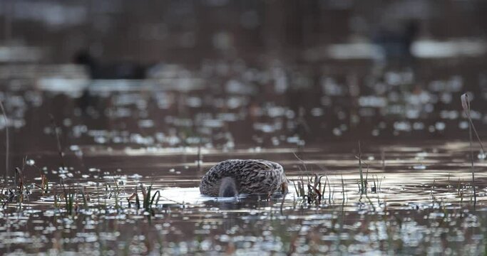 femelle decanard colvert (Anas platyrhynchos) cherchant de la nourriture dans l'eau