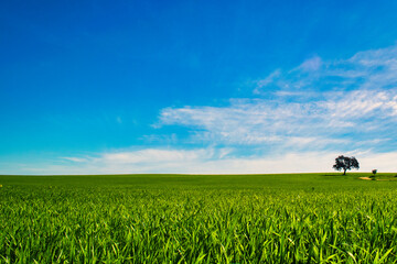 Field, tree and blue sky