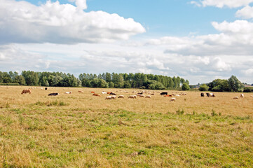 Fototapeta na wymiar herd of sheep and cows on pasture