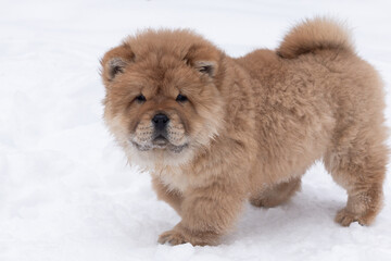 A Puppy Chow Chow, close-up in the snow