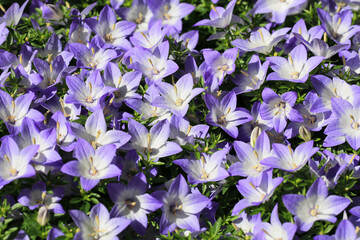 Blooming bellflower in sunny May