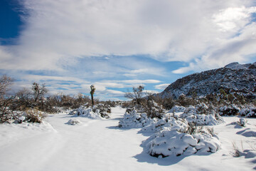 Winter in the high desert