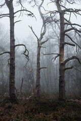 Misty foggy forest with death trees background