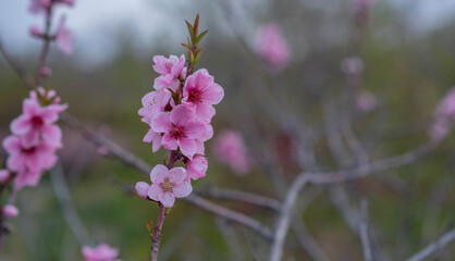 Sweet Cherry blossoms of warm spring. Fresh green tree leaves. Beautiful Japanese ornamental cherries in pink in close-up. Natural background.