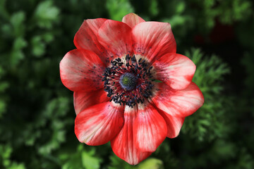 Blooming anemone in sunny March