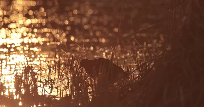 gallinule poule d'eau (Gallinula chloropus) en contre jour