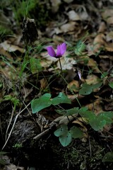 flower in the woods