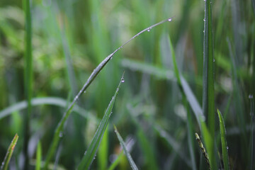 The Beauty of Fresh Rice Field with dewdrops in Indonesia in the Morning. Fresh Green Rice Field