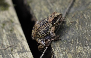 Naklejka premium Small brown frog on wood