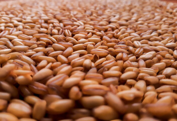 Granos de trigo detallados