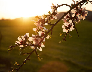 Blossoming almond branch at sunset.