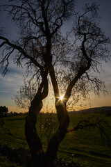 Tree silhouette at sunset with sun