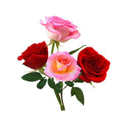 Bunch of rosy roses isolated on white 