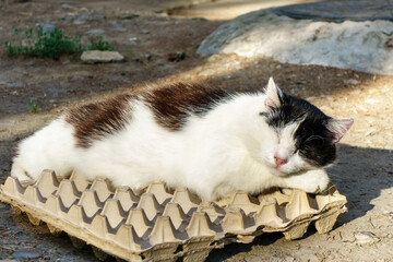 Street cat sweetly sleeping on egg box. Sun rays are warming his black & white body