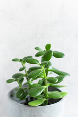 green home plant succulent plant Crassula ovata known as Jade Plant or Money Plant in concrete pot on gray background. close up space for text