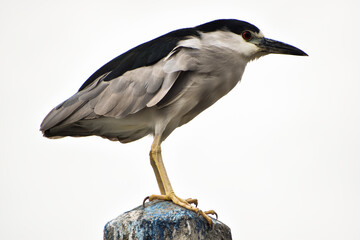 Close-up of the profile of a bird (Black-crowned night heron - Nycticorax nycticorax) perched on a fence. The background is white.