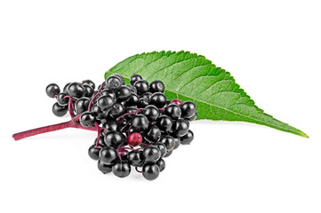 Elderberries with twig and green leaf isolated on a white background. European elder. Sambucus.